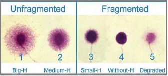 frag